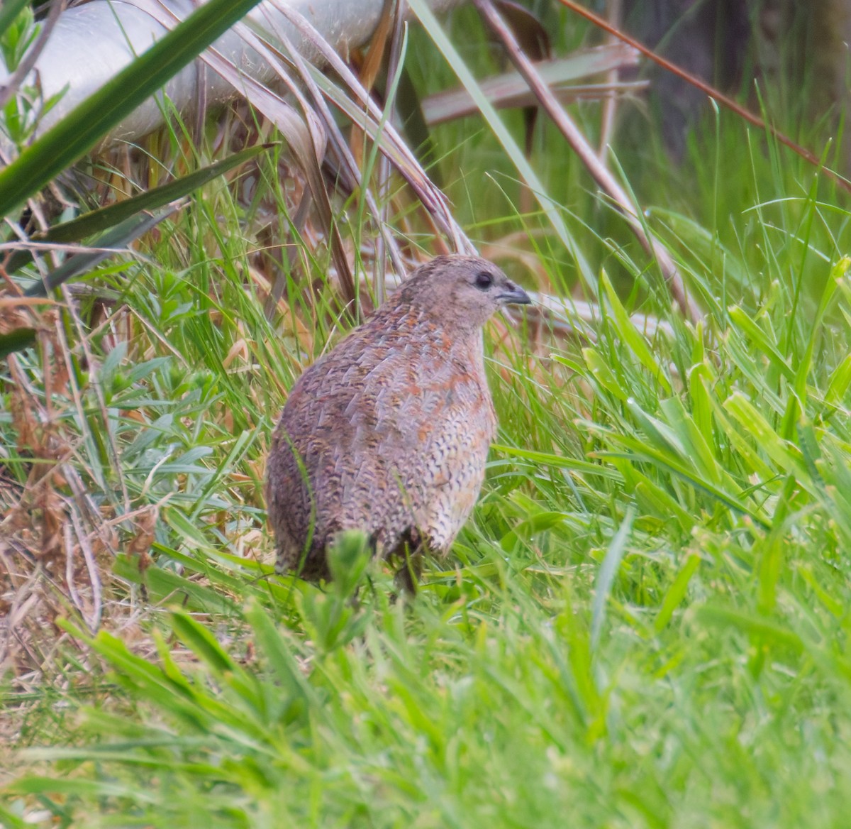 Brown Quail - ML643470571