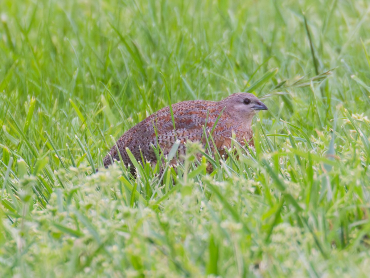 Brown Quail - ML643470572