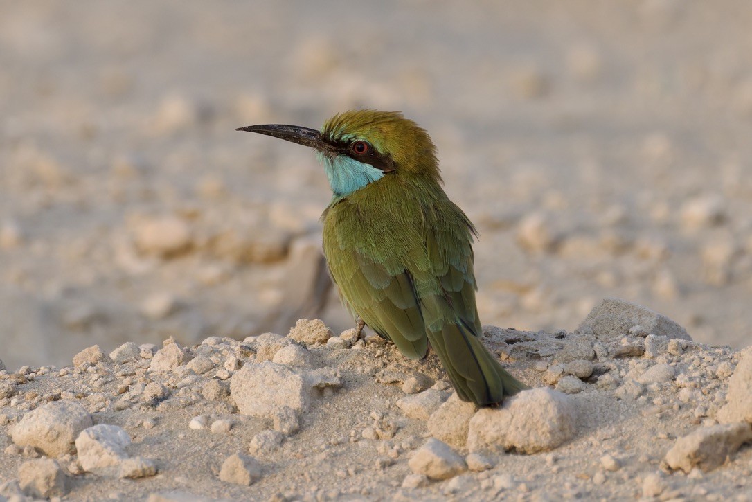 Arabian Green Bee-eater - ML643470575