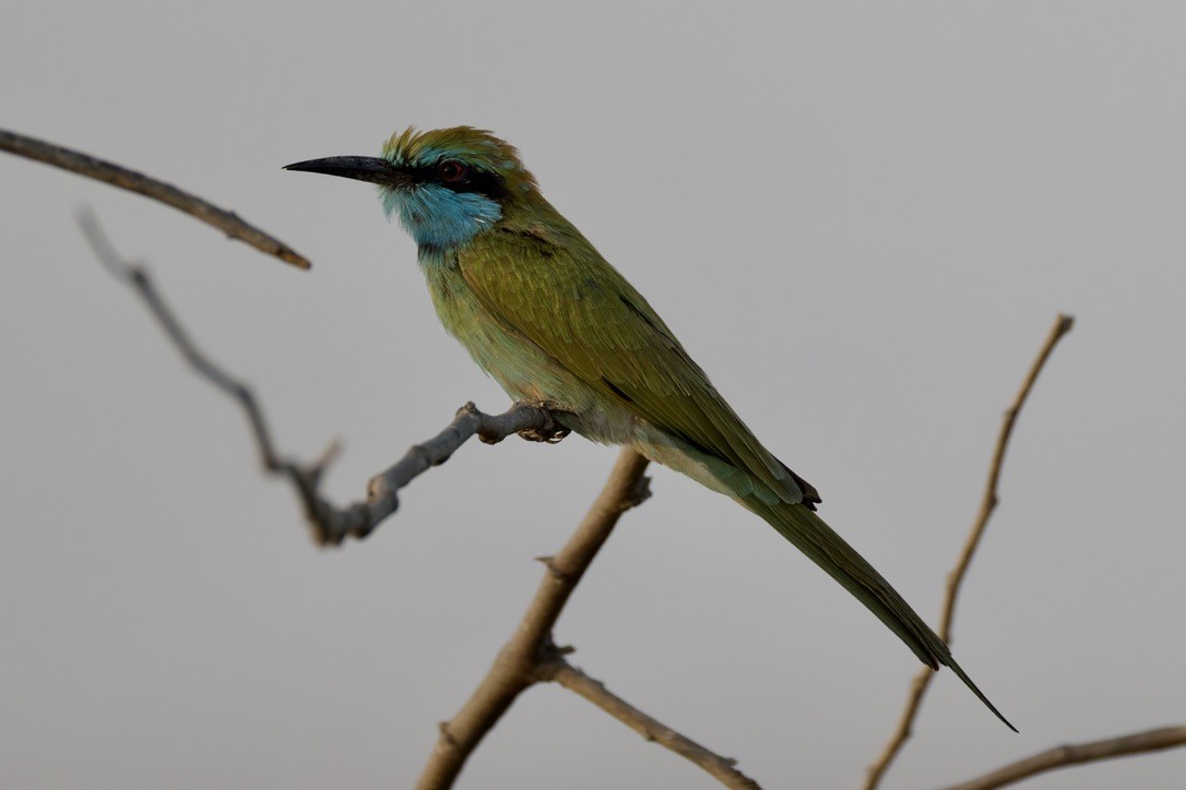 Arabian Green Bee-eater - ML643470576