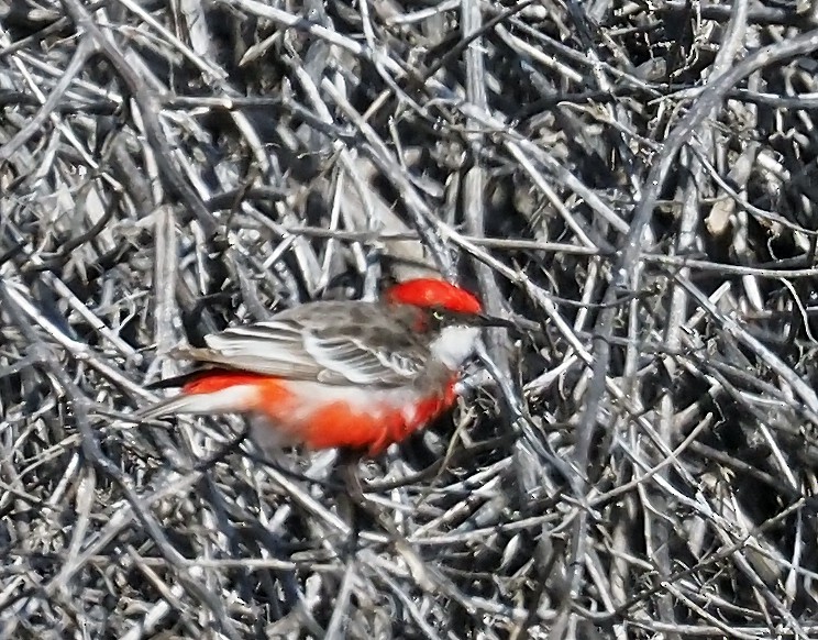 Crimson Chat - ML643470578