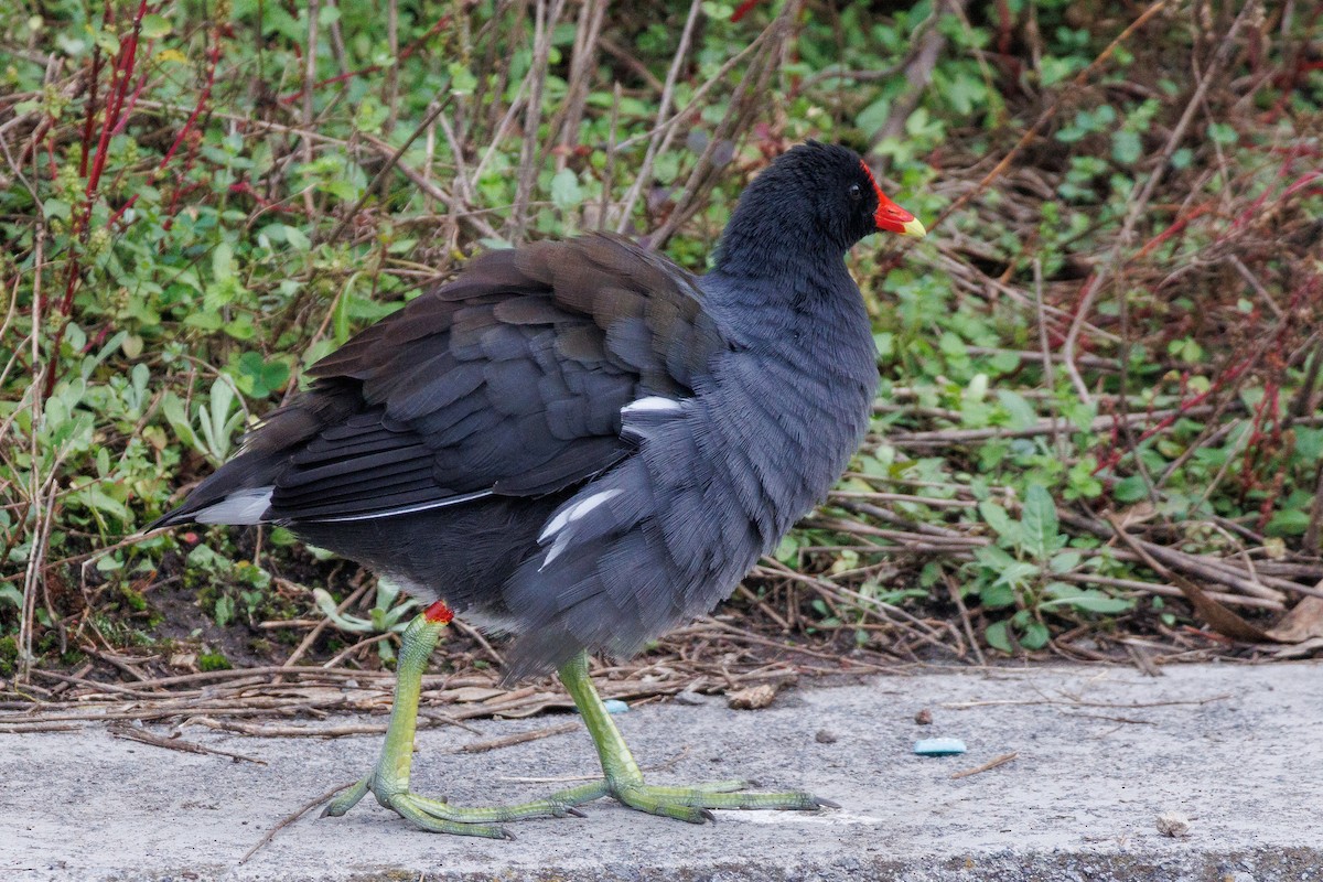 Uroilo amerikarra - ML643470579