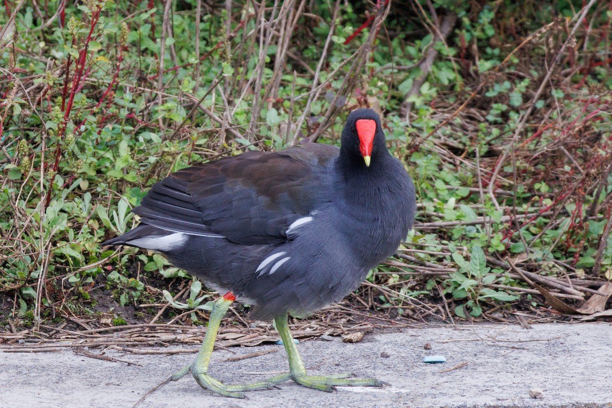 Uroilo amerikarra - ML643470581