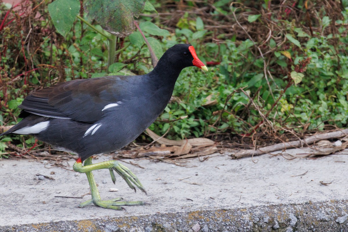 Uroilo amerikarra - ML643470583