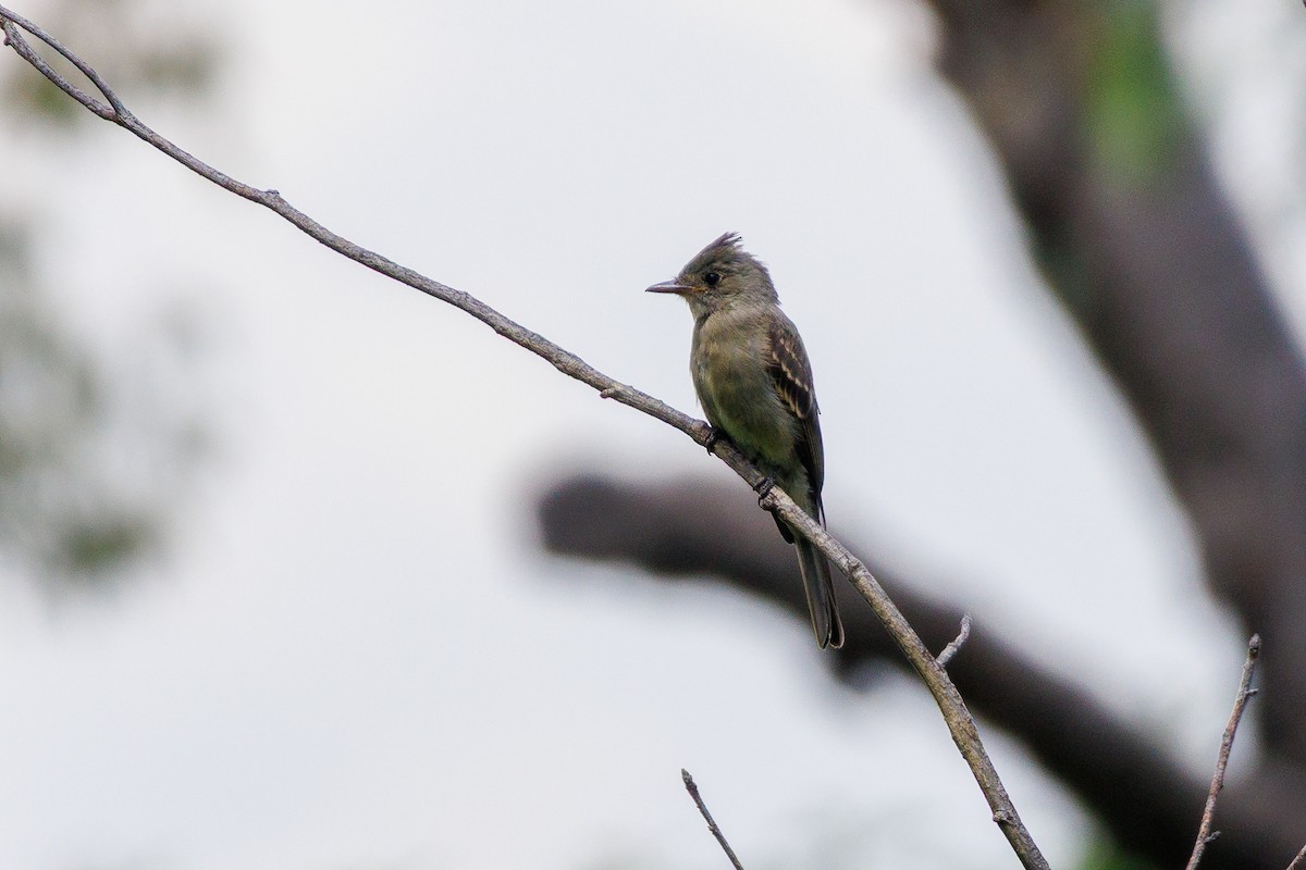 Greater Pewee - ML643470597