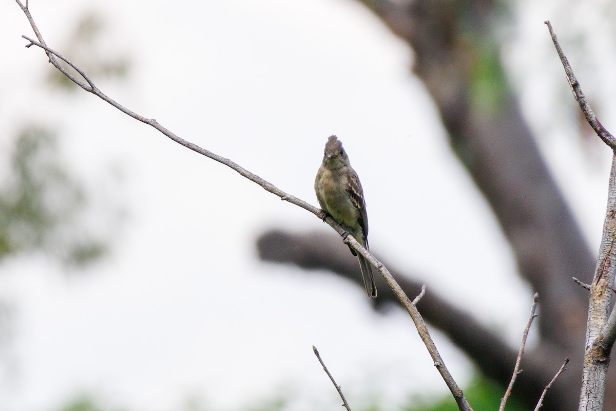 Greater Pewee - ML643470598