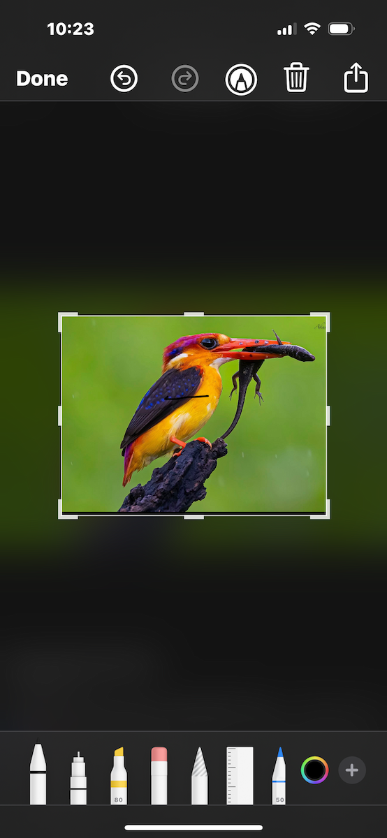 Black-backed Dwarf-Kingfisher - ML643470599