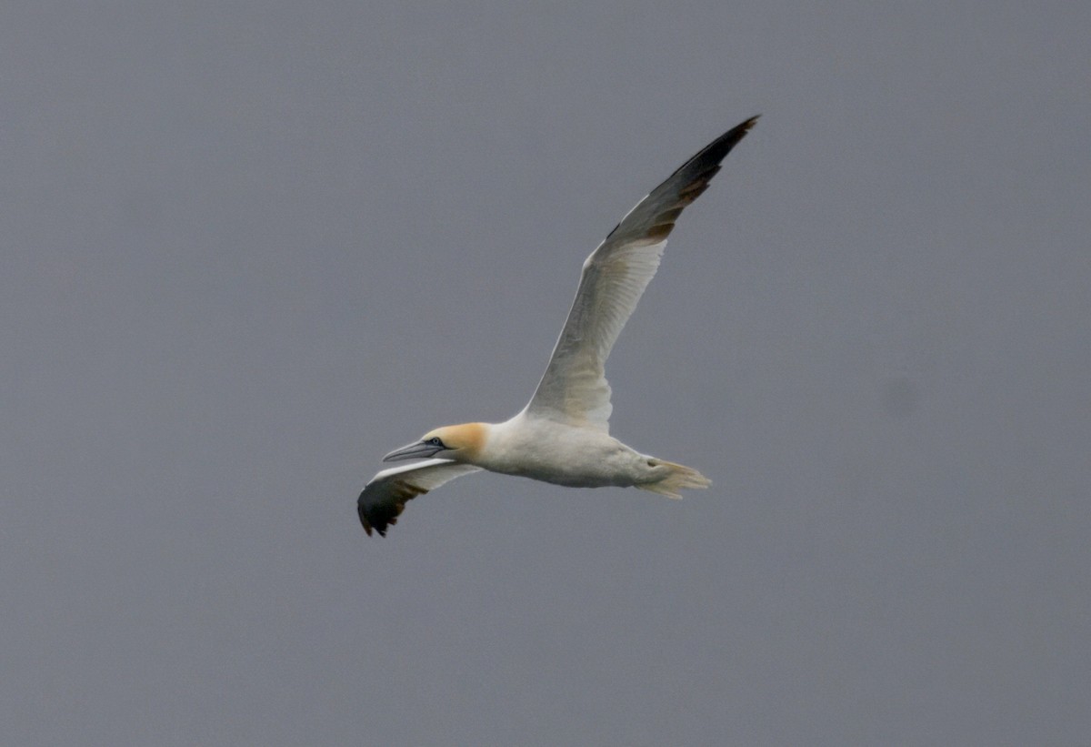 Northern Gannet - ML643470601