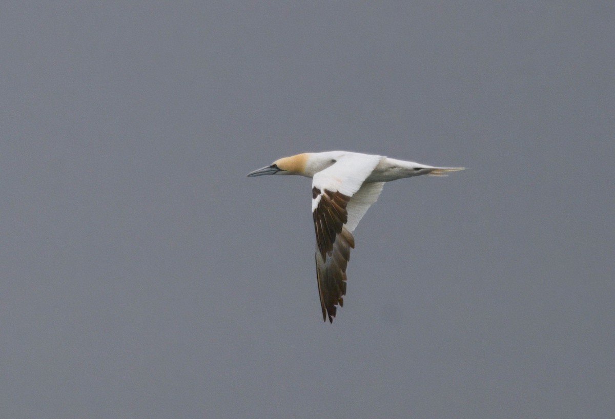 Northern Gannet - ML643470602