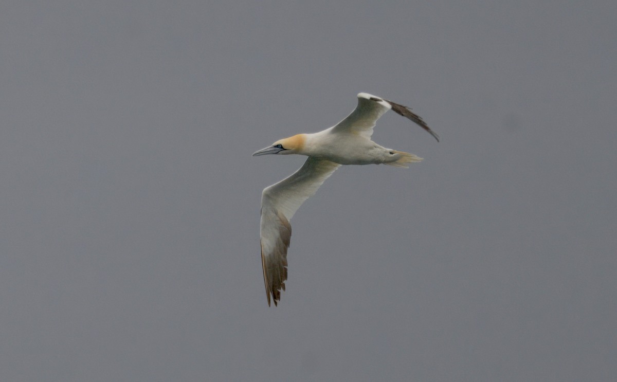 Northern Gannet - ML643470603