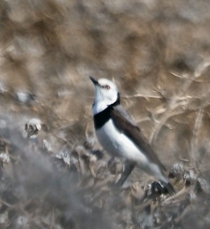 White-fronted Chat - ML643470615