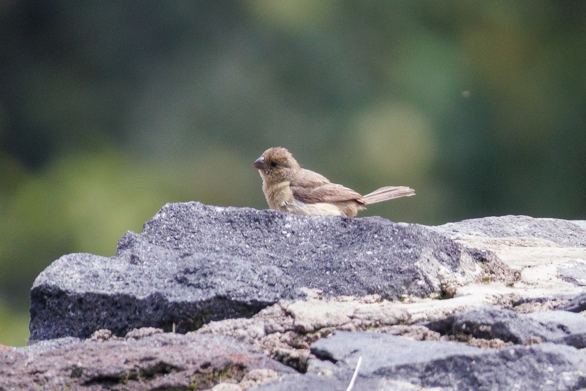 Cinnamon-rumped Seedeater - ML643470620