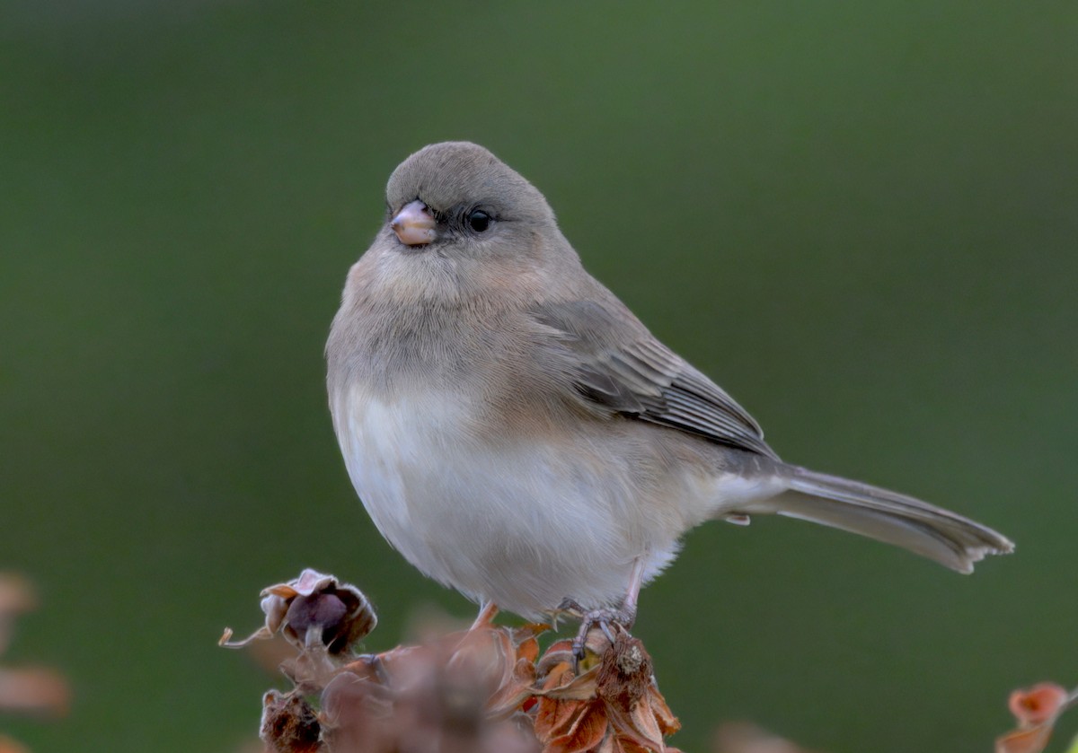 strnadec zimní (ssp. hyemalis/carolinensis) - ML643470623
