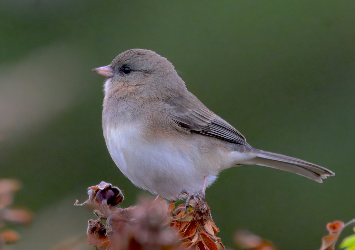 strnadec zimní (ssp. hyemalis/carolinensis) - ML643470624