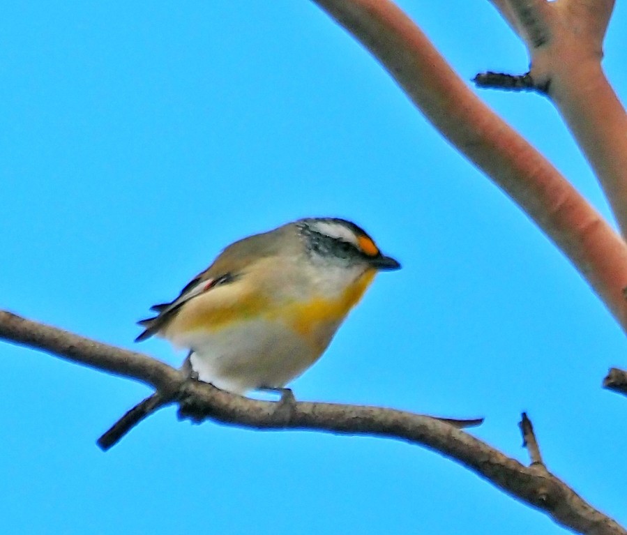 Striated Pardalote - ML643470626
