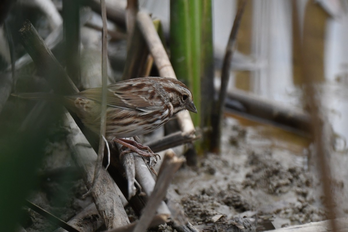 Song Sparrow - ML643470631
