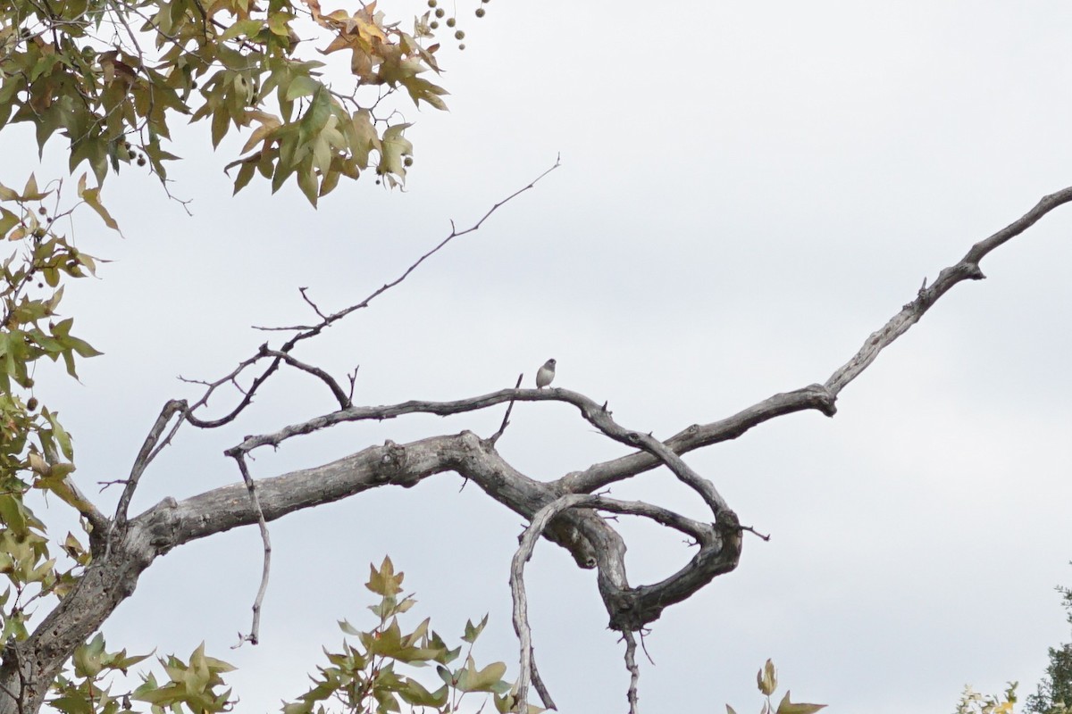 Dark-eyed Junco - ML643470633