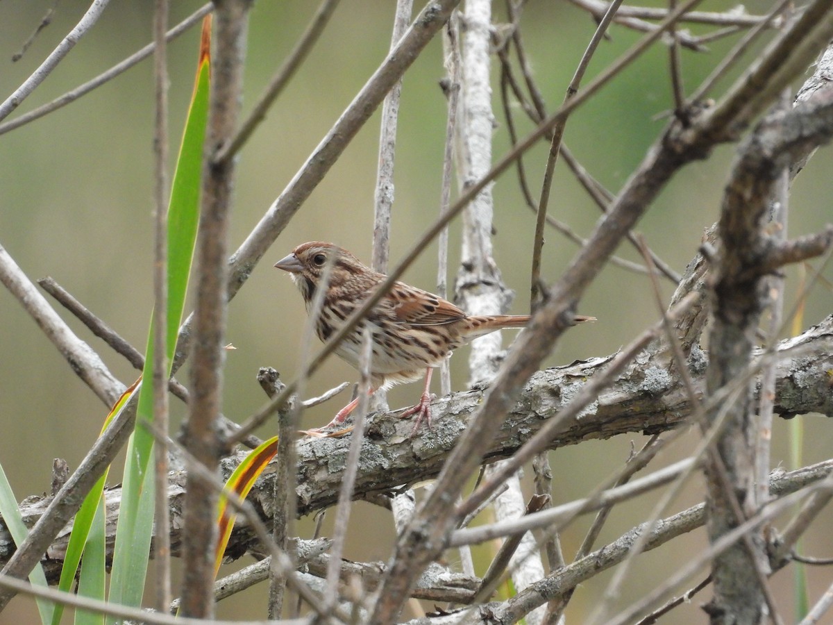 Song Sparrow - ML643470635