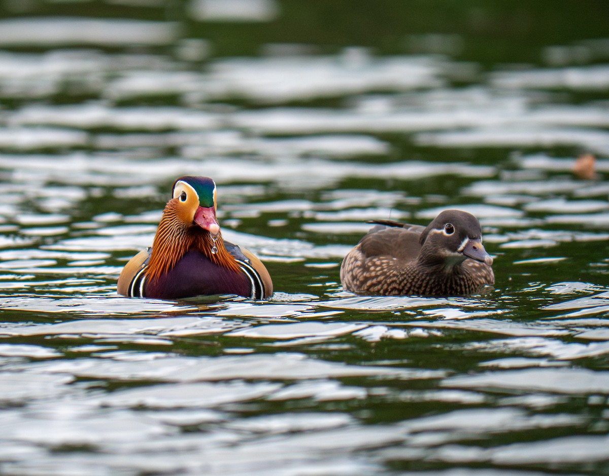 Mandarin Duck - ML643470640