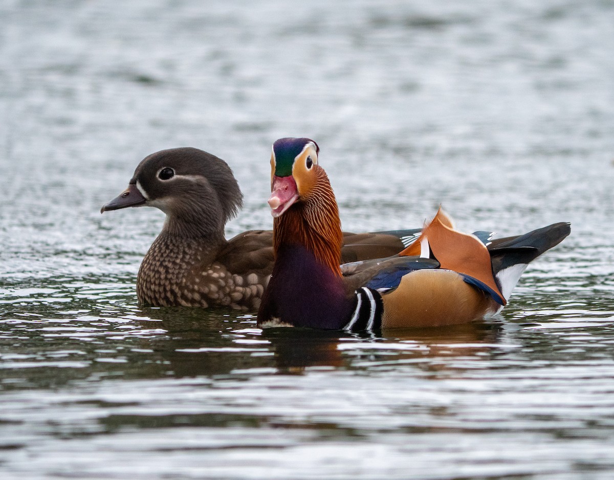 Mandarin Duck - ML643470641