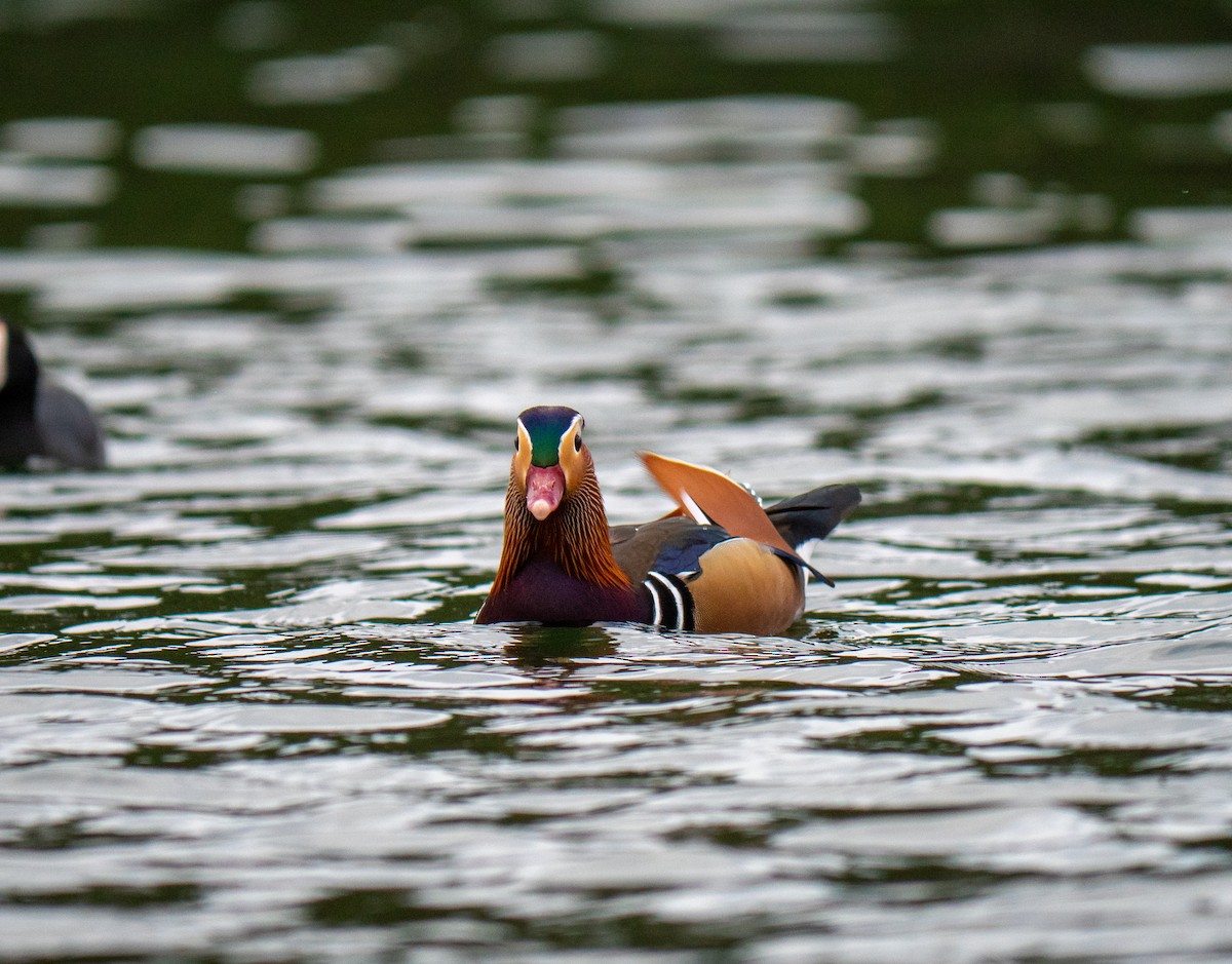 Mandarin Duck - ML643470642