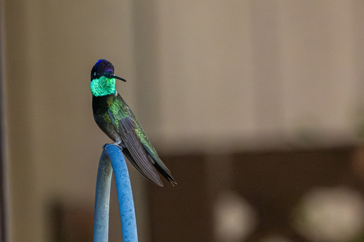 Rivoli's Hummingbird - ML643470655