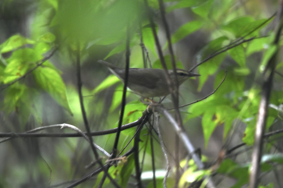 Swainson's Warbler - ML643470656