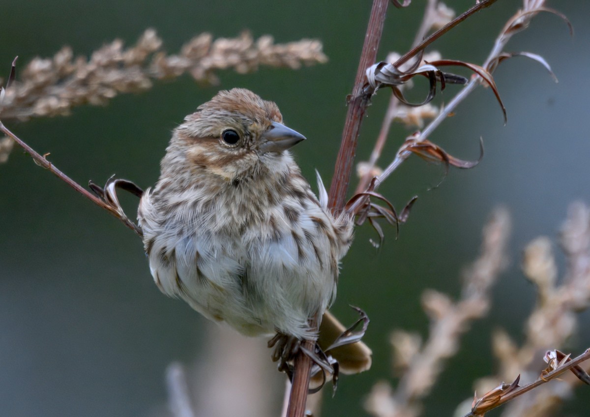 Song Sparrow - ML643470663