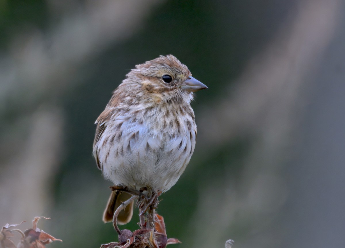 Song Sparrow - ML643470664