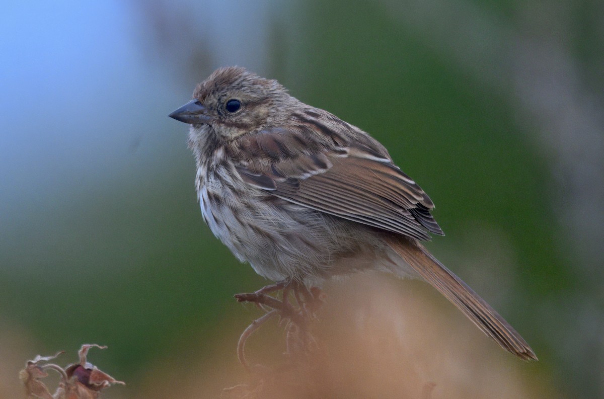 Song Sparrow - ML643470665
