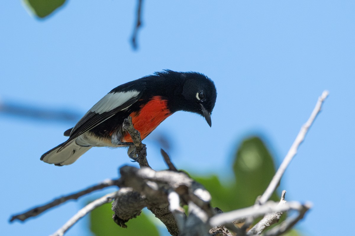 Painted Redstart - ML643470676