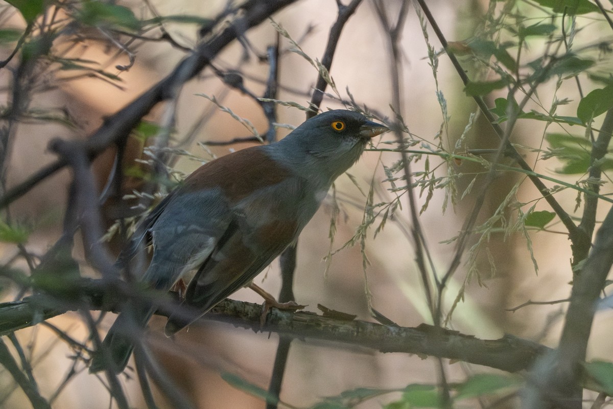 Yellow-eyed Junco - ML643470679