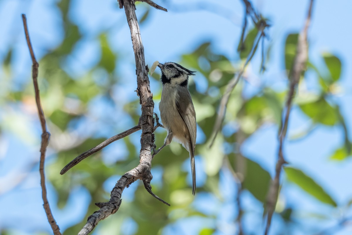 Bridled Titmouse - ML643470686