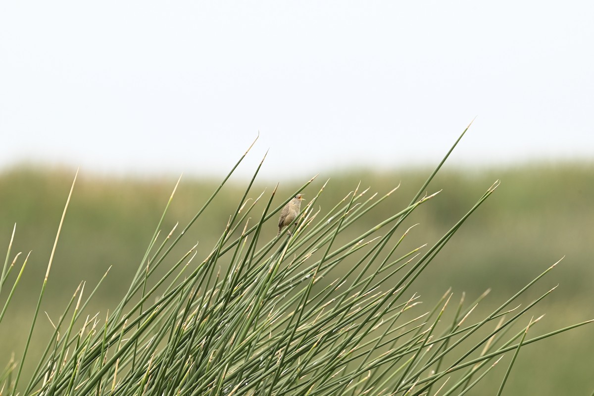Southern House Wren - ML643470693