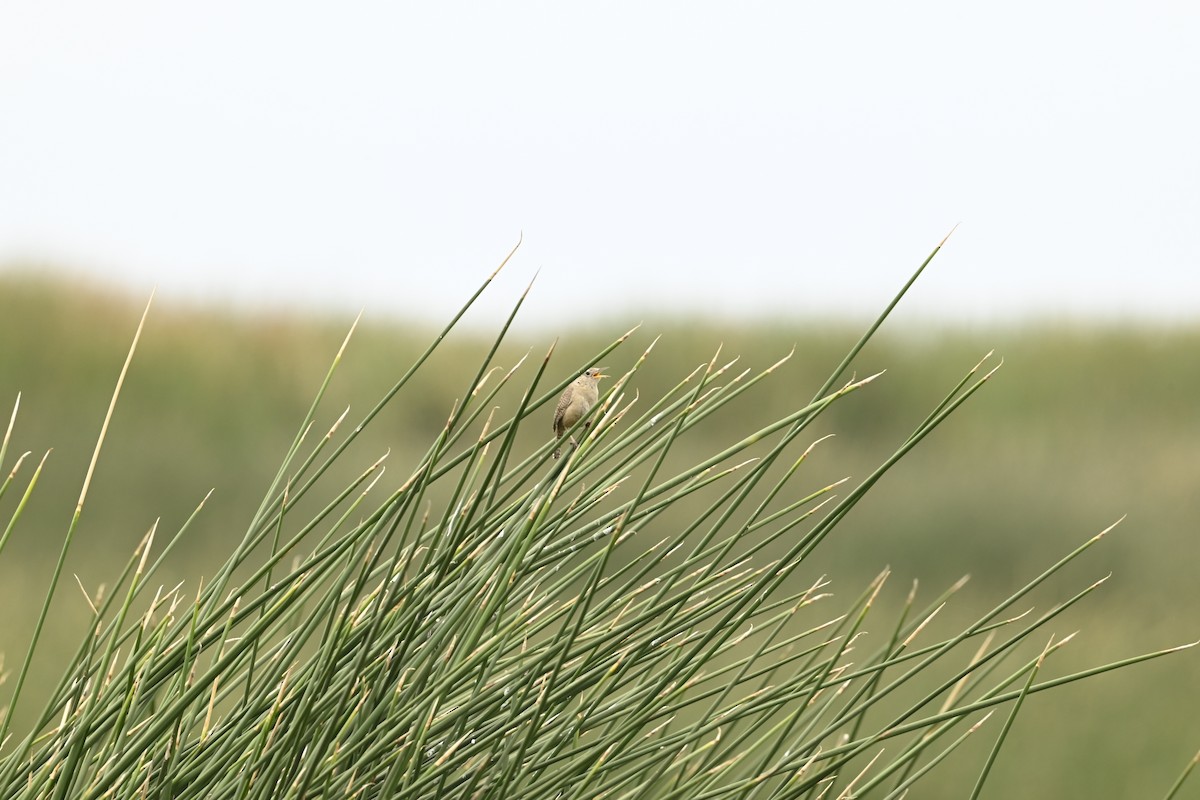 Southern House Wren - ML643470694