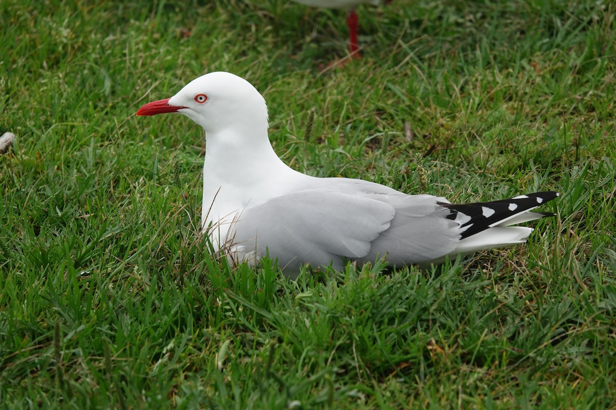 Silver Gull (Red-billed) - ML643470697