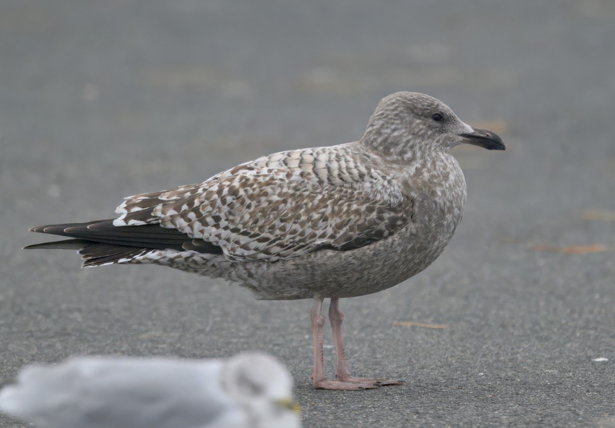racek sp. - ML643470730