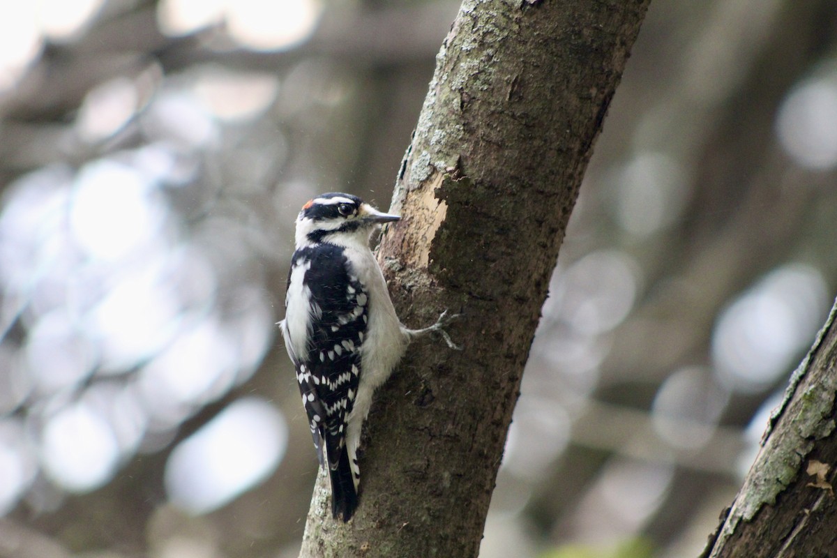 Downy Woodpecker - ML643470738