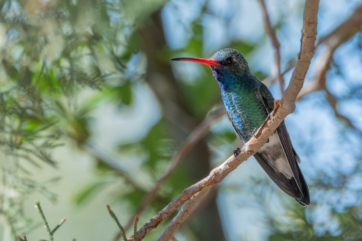 Broad-billed Hummingbird - ML643470747