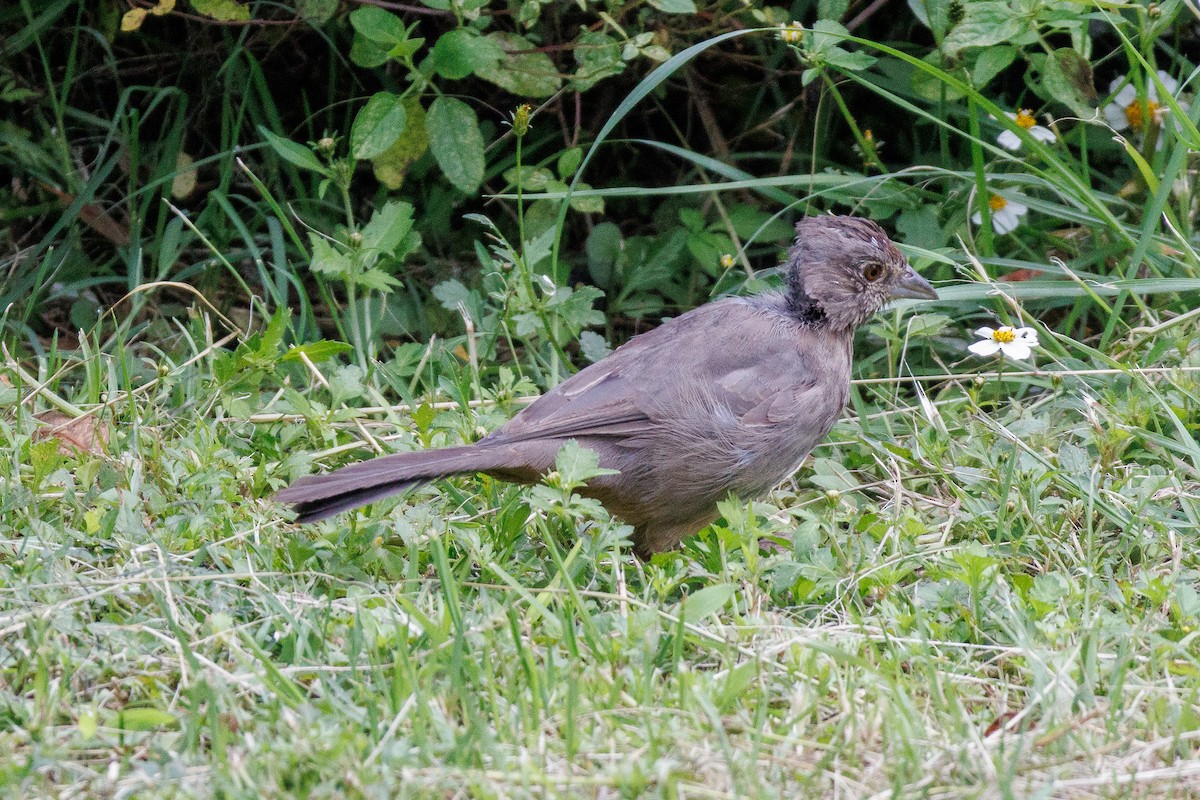 Canyon Towhee - ML643470758