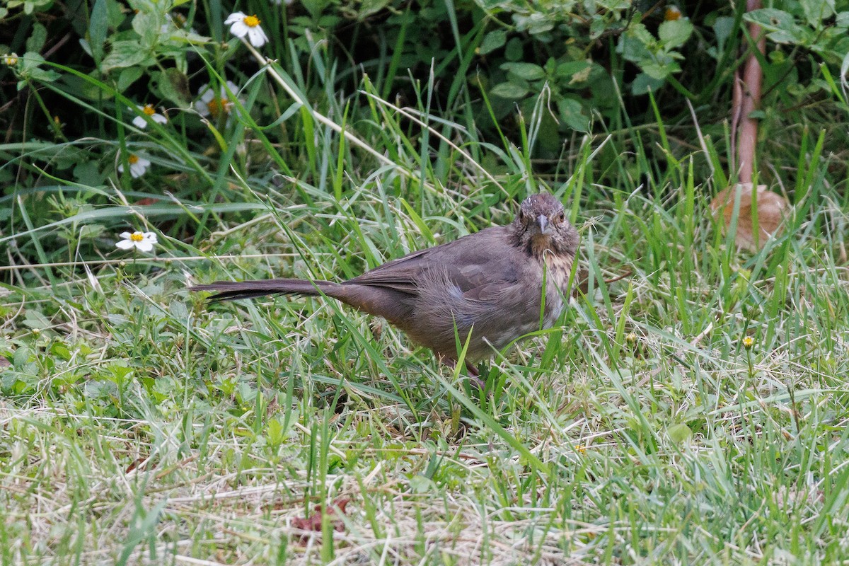 Canyon Towhee - ML643470759
