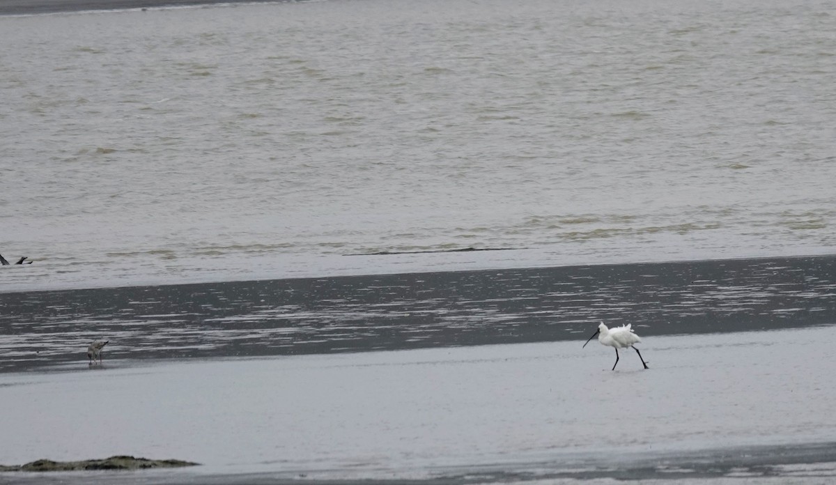 Royal Spoonbill - ML643470776