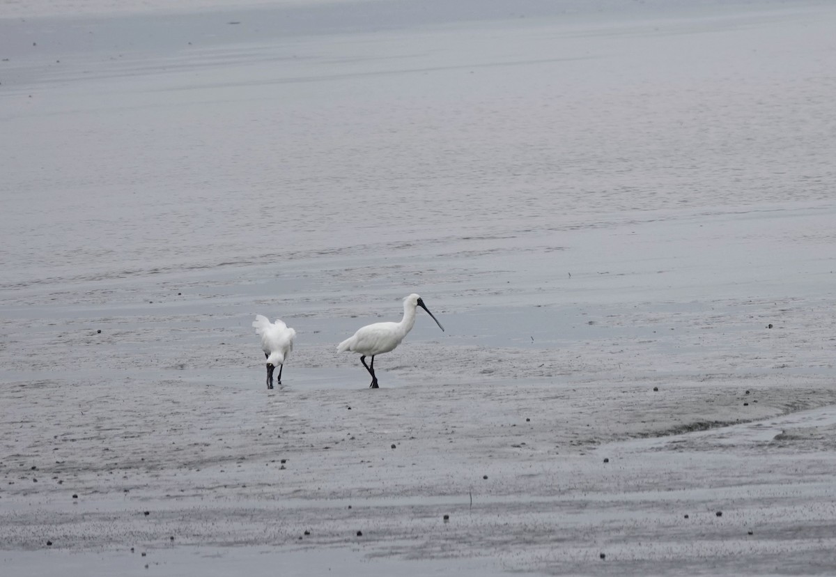 Royal Spoonbill - ML643470777