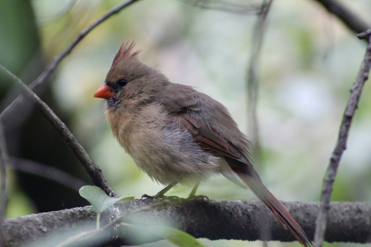 Northern Cardinal - ML643470801