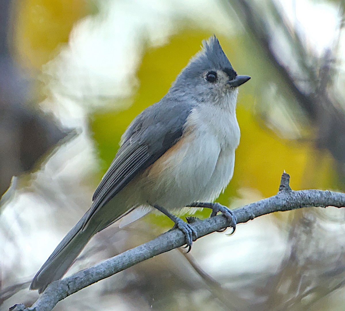 Herrerillo Bicolor - ML643470819