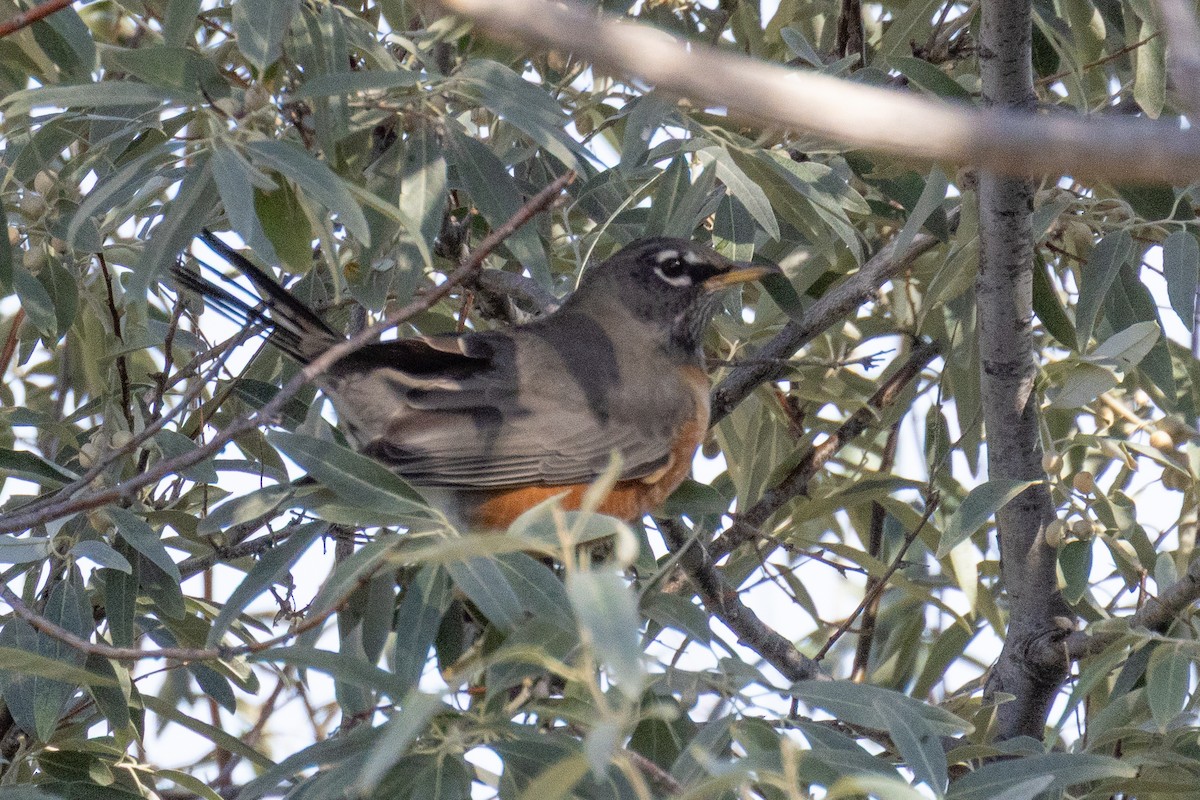 American Robin - ML643470820