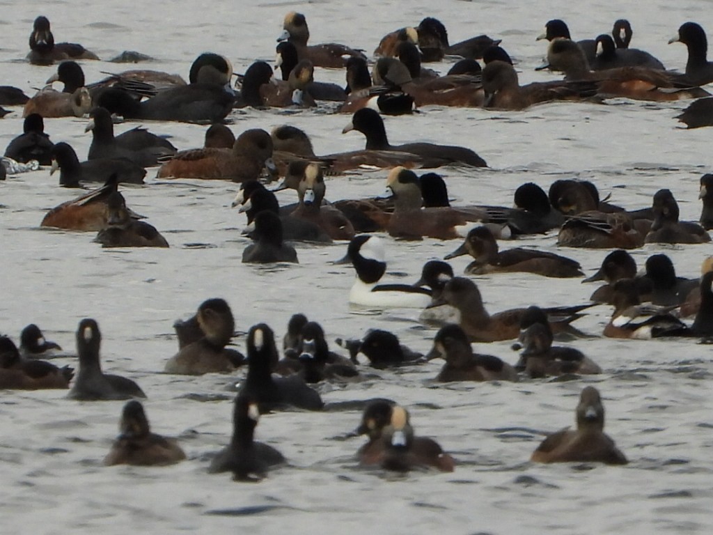 Canard d'Amérique - ML643470821