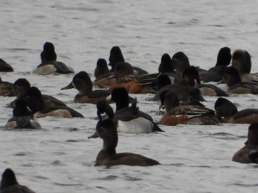Canard d'Amérique - ML643470822