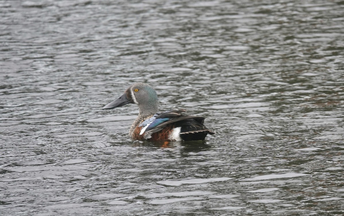 Australasian Shoveler - ML643470831