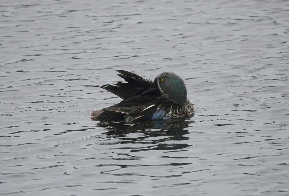 Australasian Shoveler - ML643470833